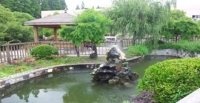 假山鱼池，庭院水景，锦鲤水景