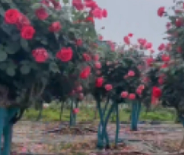五一月季花生产基地考察