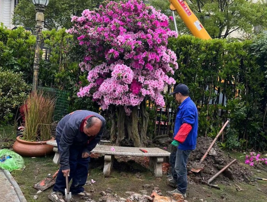 客户花园花卉种植