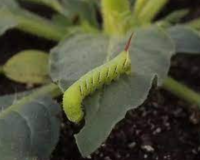 植物虫害归类及用药