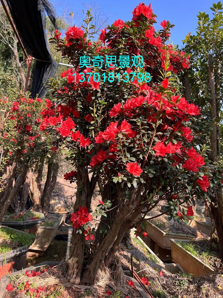 好花待沽